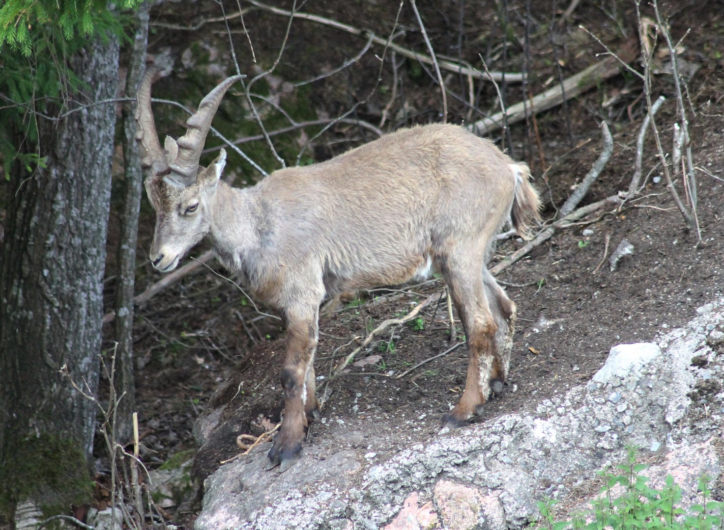 Alpine ibex (2015)