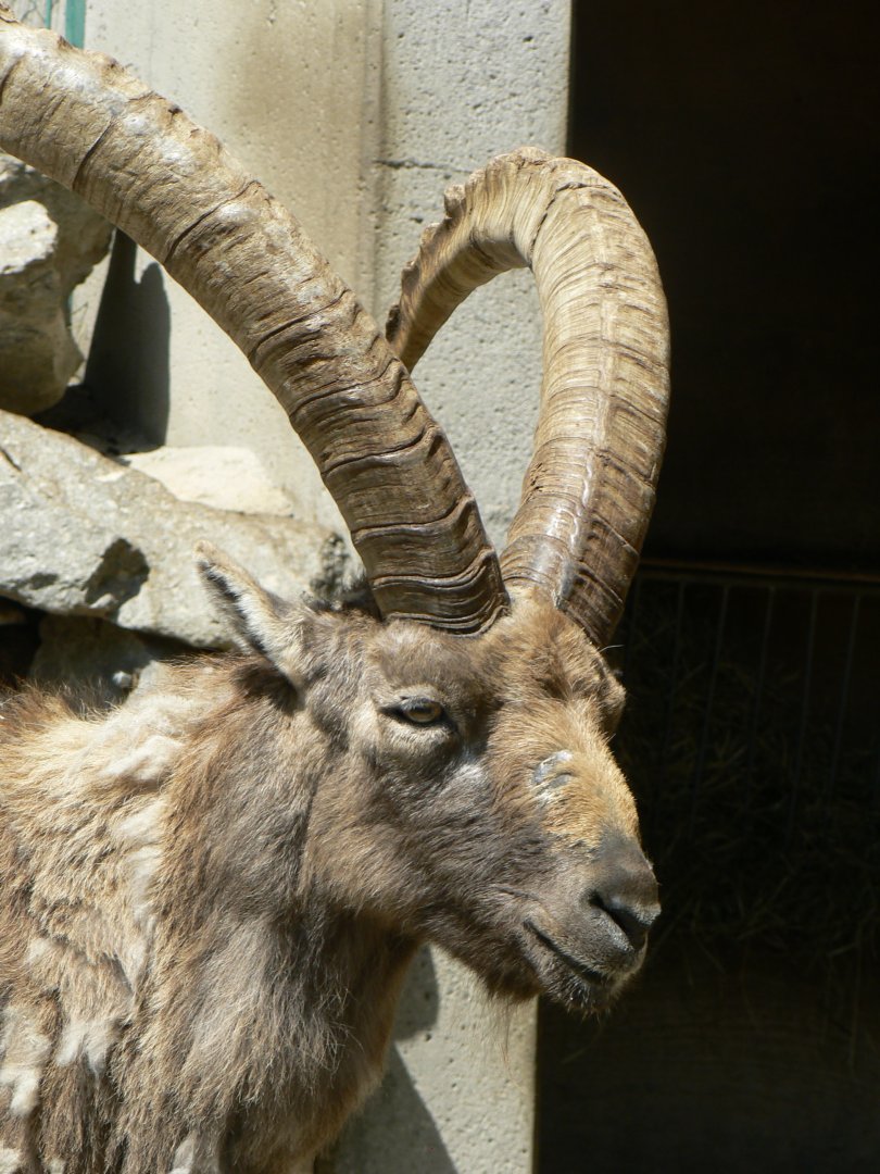 Alpine Ibex - 4 June 2019