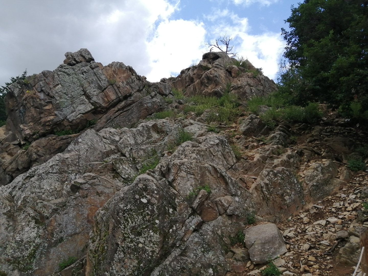 Alpine ibex & alpine chamois walkthrough exhibit