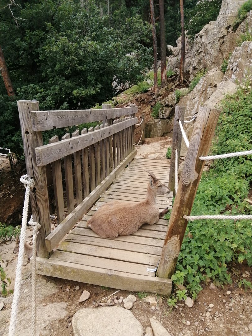 Alpine ibex & alpine chamois walkthrough exhibit