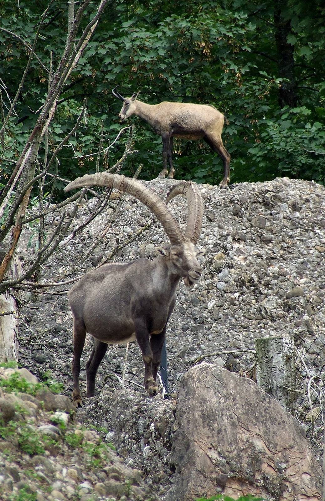 Alpine Ibex & Alpine Chamois