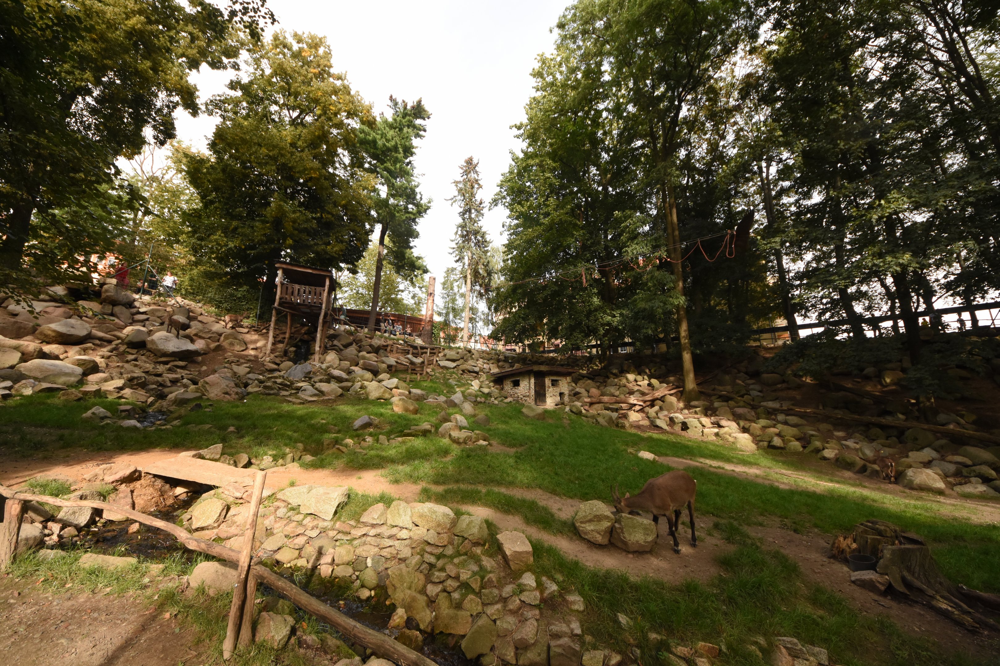Alpine ibex and marmot enclosure