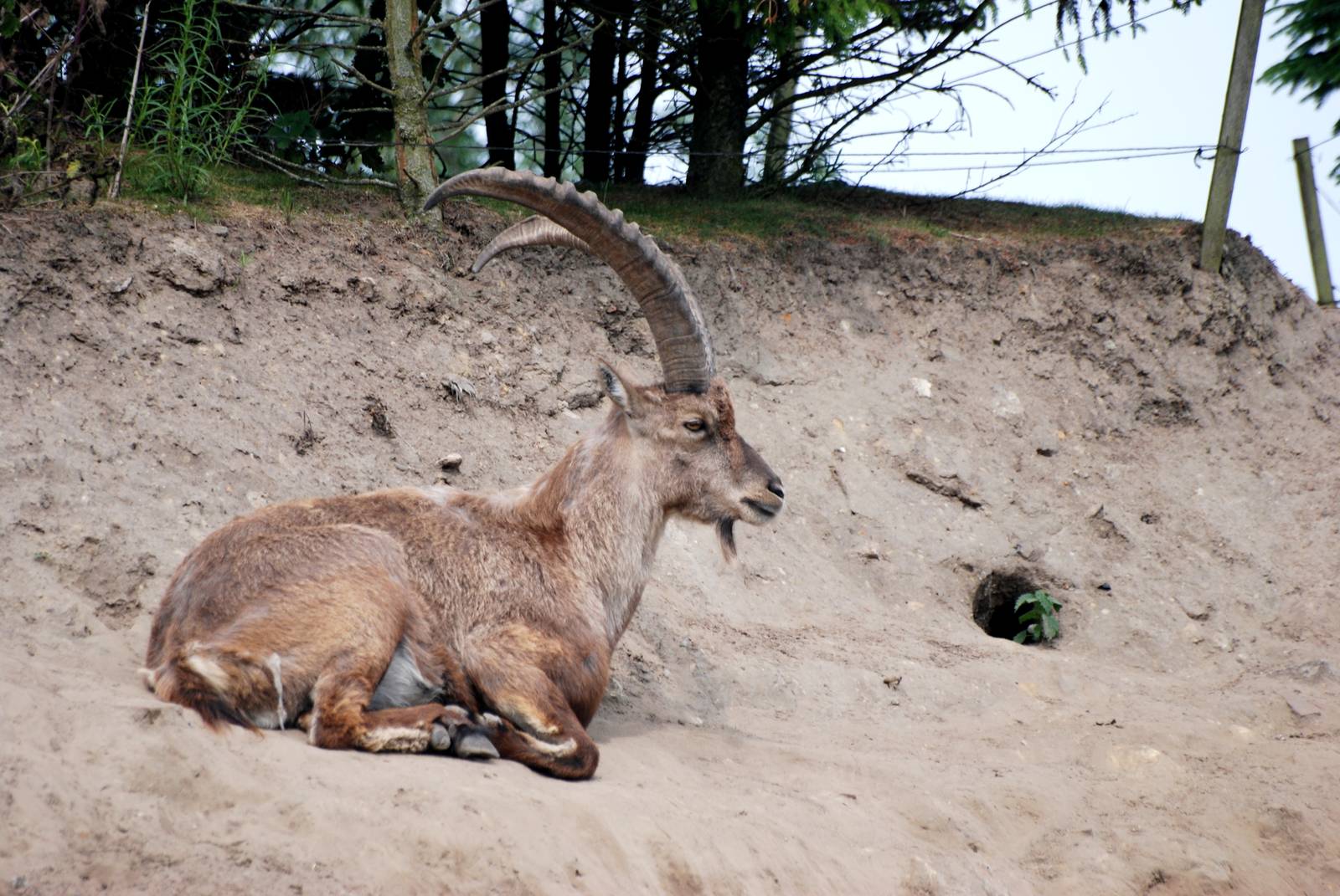 Alpine Ibex at Dierenrijk, 31/05/12