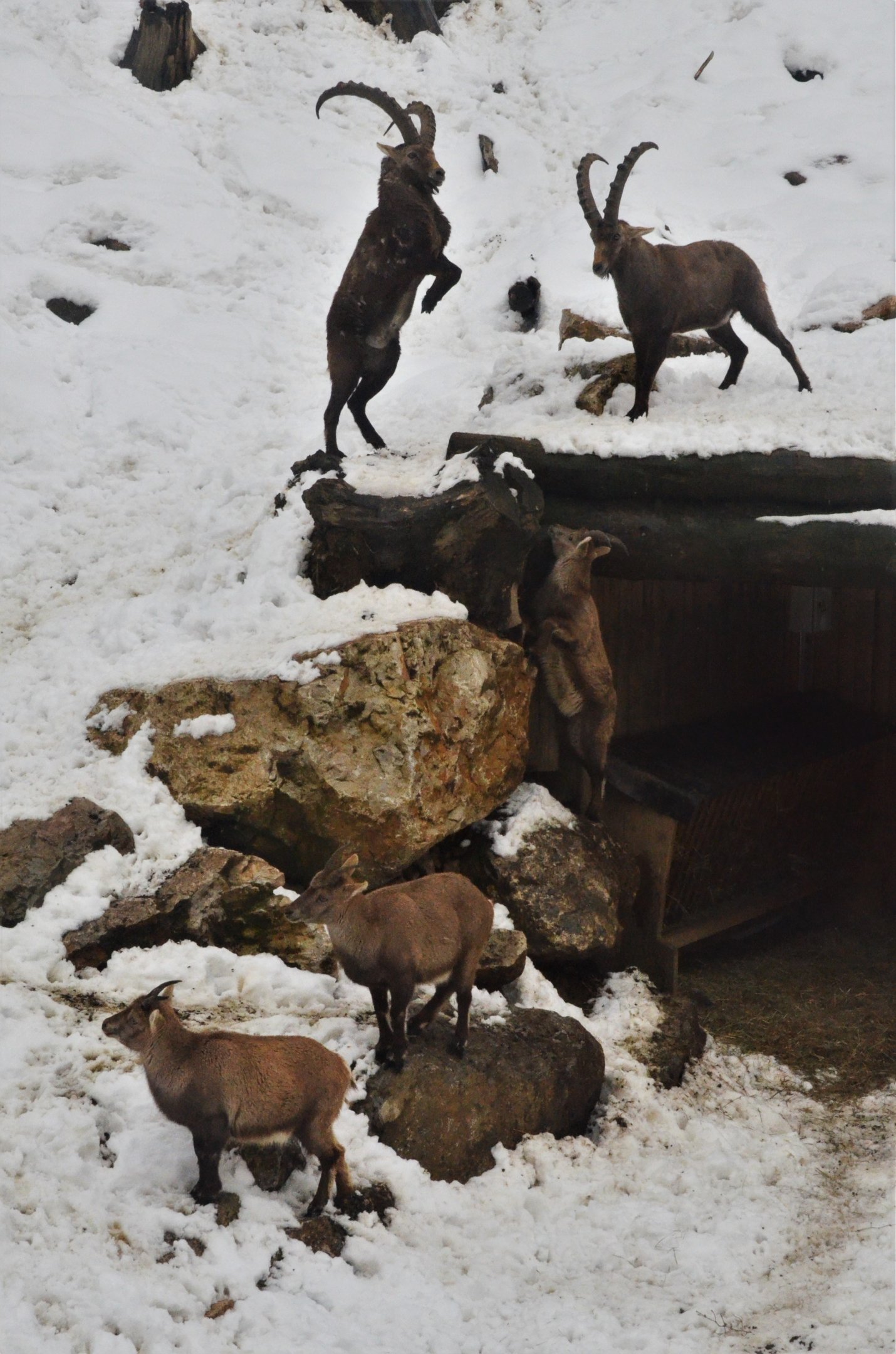 Alpine Ibex at Ljubljana Zoo, 07/03/18