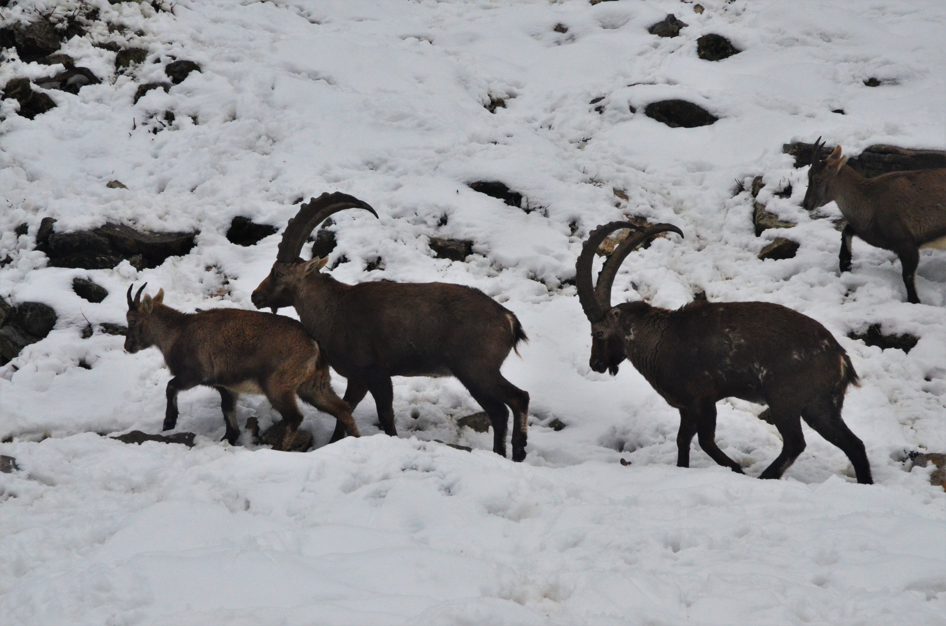 Alpine Ibex at Ljubljana Zoo, 07/03/18