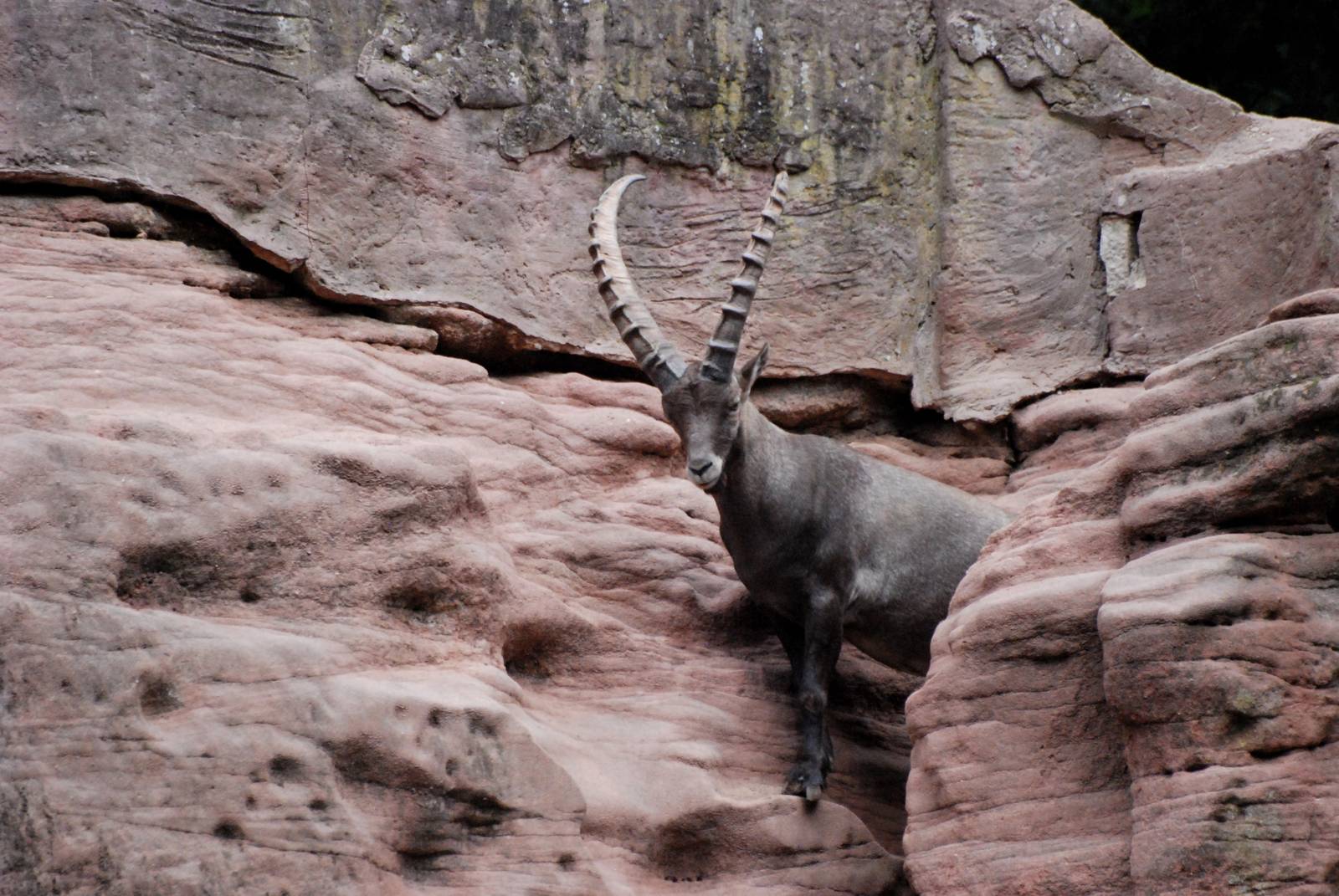 Alpine Ibex at Nuremberg, 04/09/15