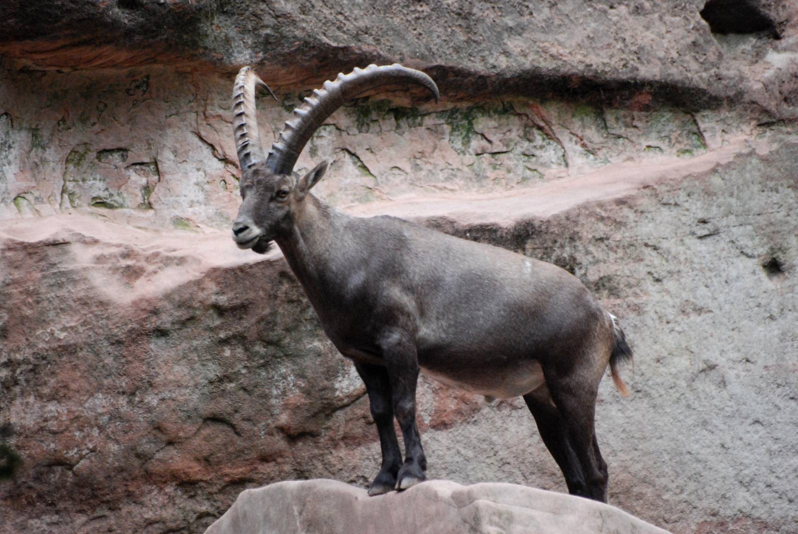 Alpine Ibex at Nuremberg, 04/09/15