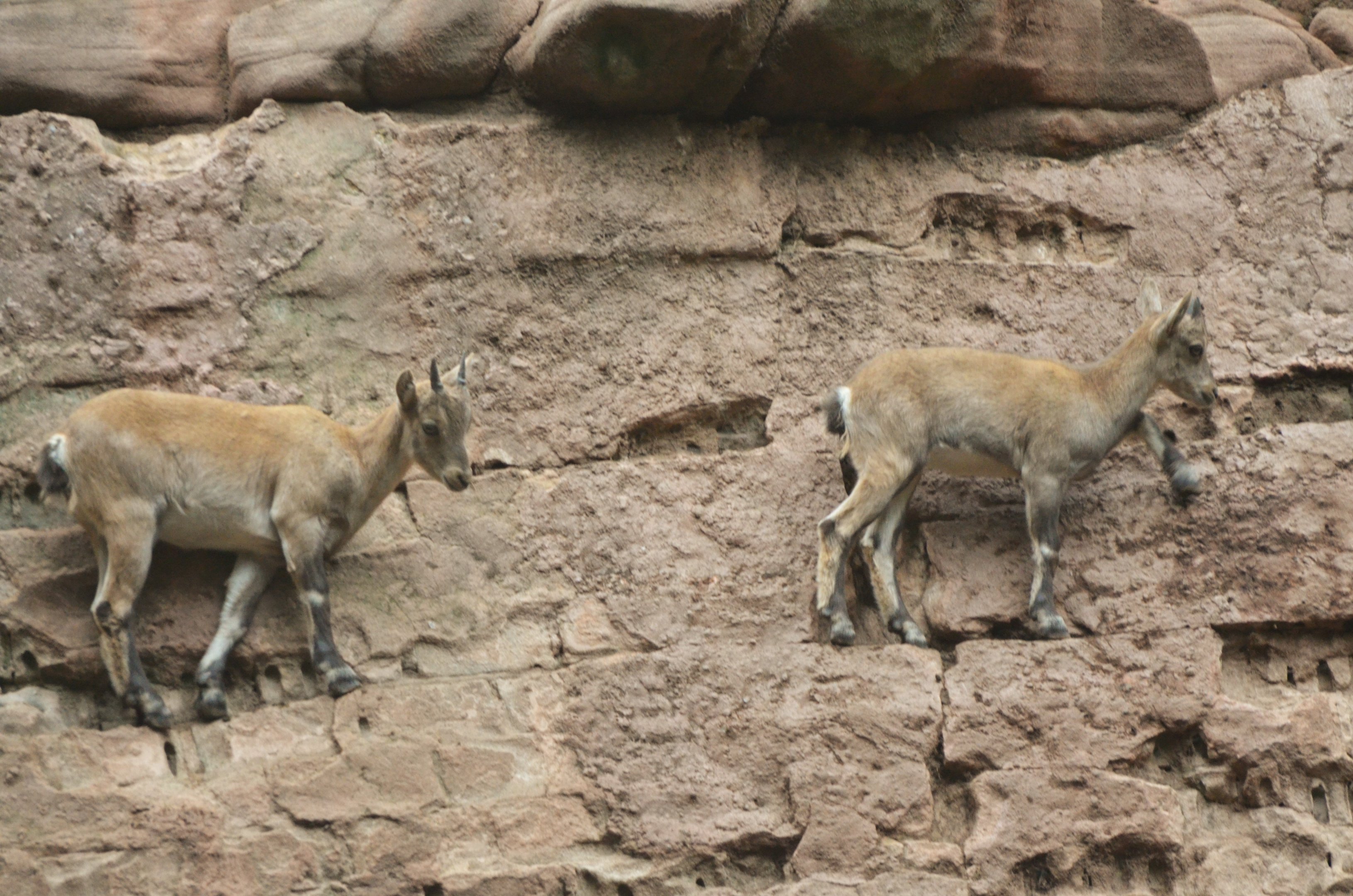 Alpine Ibex at Nuremberg, 07/09/19