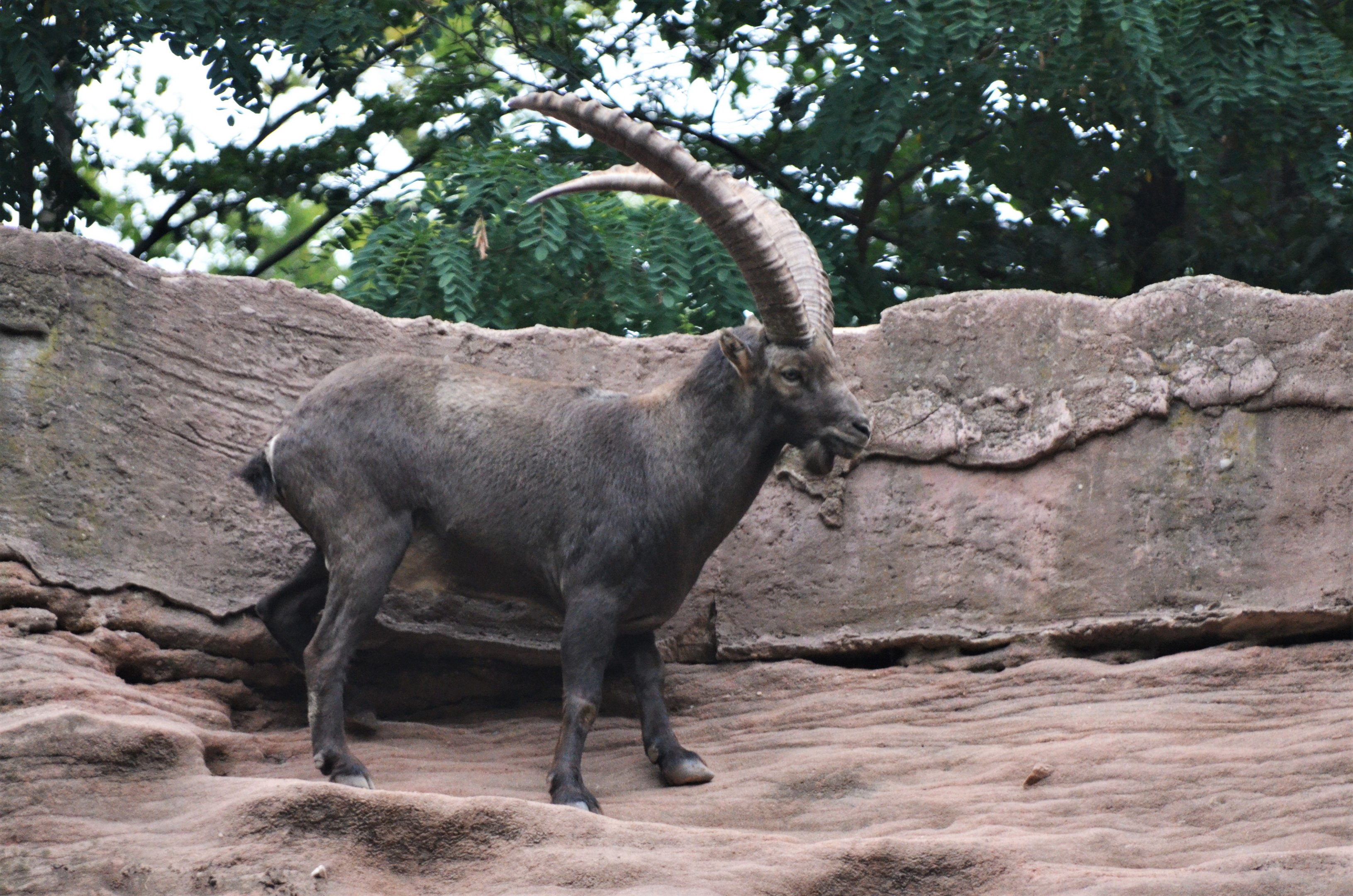 Alpine Ibex at Nuremberg, 08/09/19