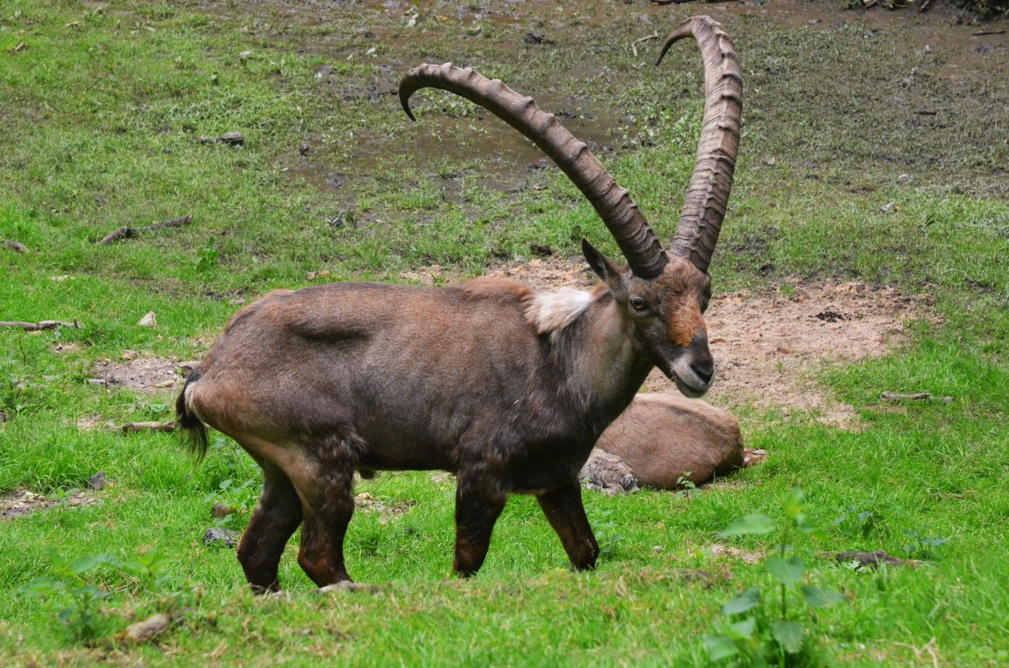 Alpine Ibex at Pescheray, 13/06/18
