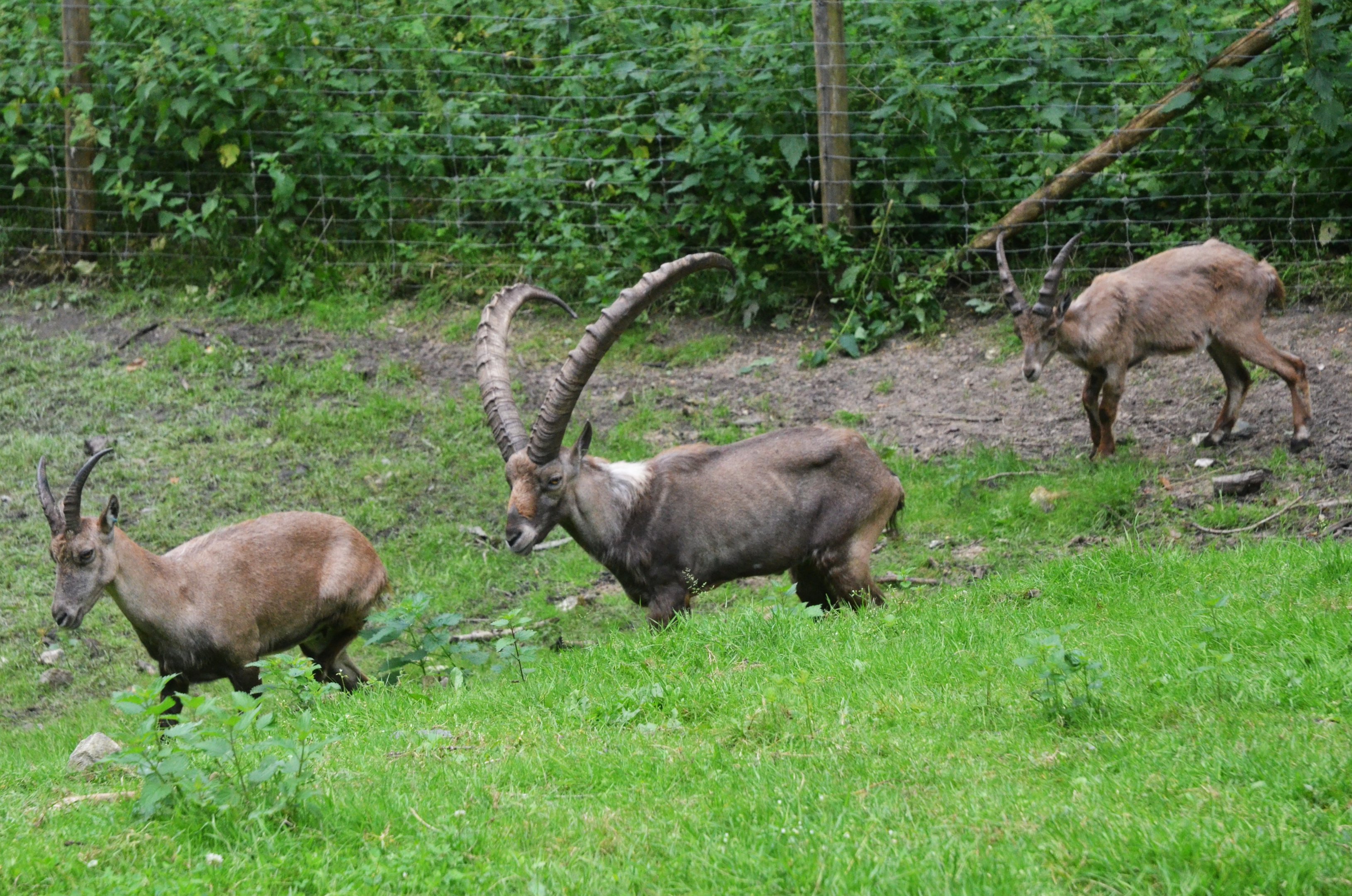 Alpine Ibex at Pescheray, 13/06/18