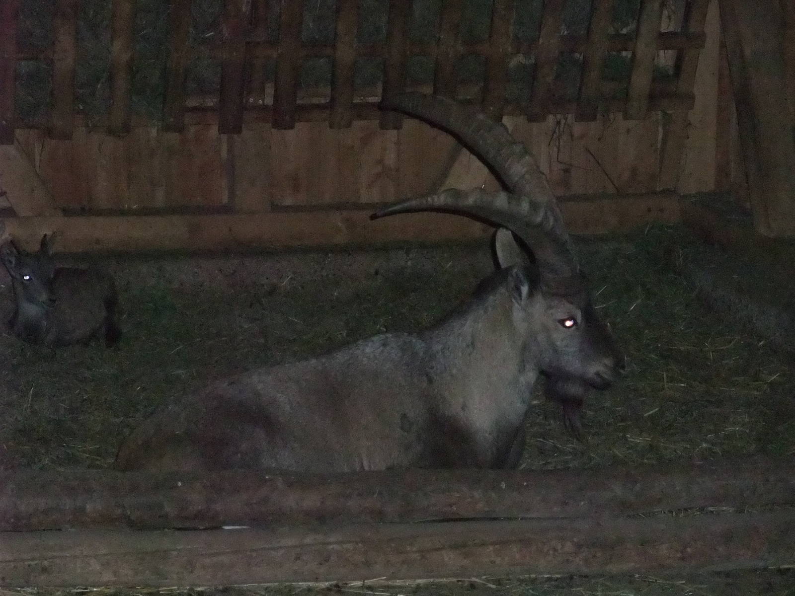 Alpine Ibex at Wildpark Pforzheim, 02/09/10