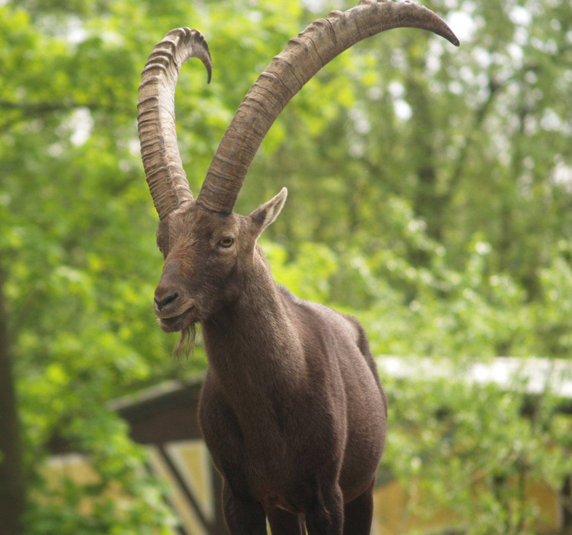 Alpine ibex (Capra ibex), 2008-05-02