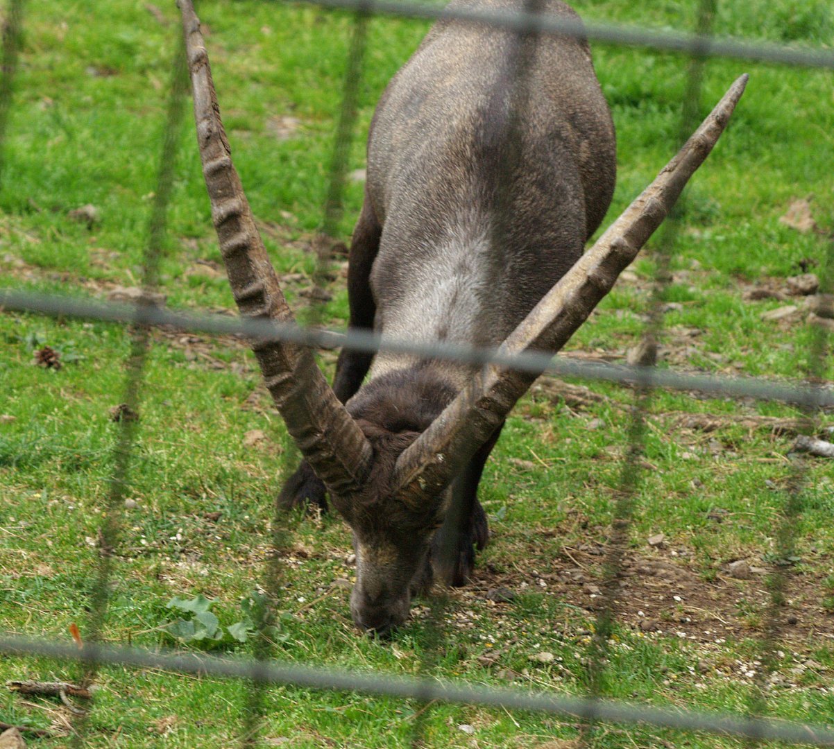 Alpine ibex (Capra ibex), 2008-08-02