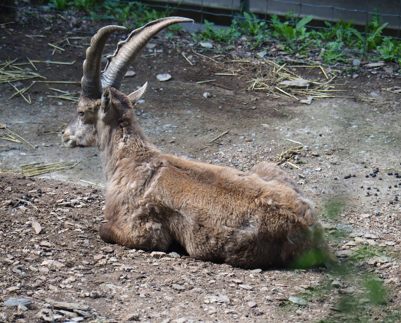 Alpine ibex (Capra ibex), 2023-06-24