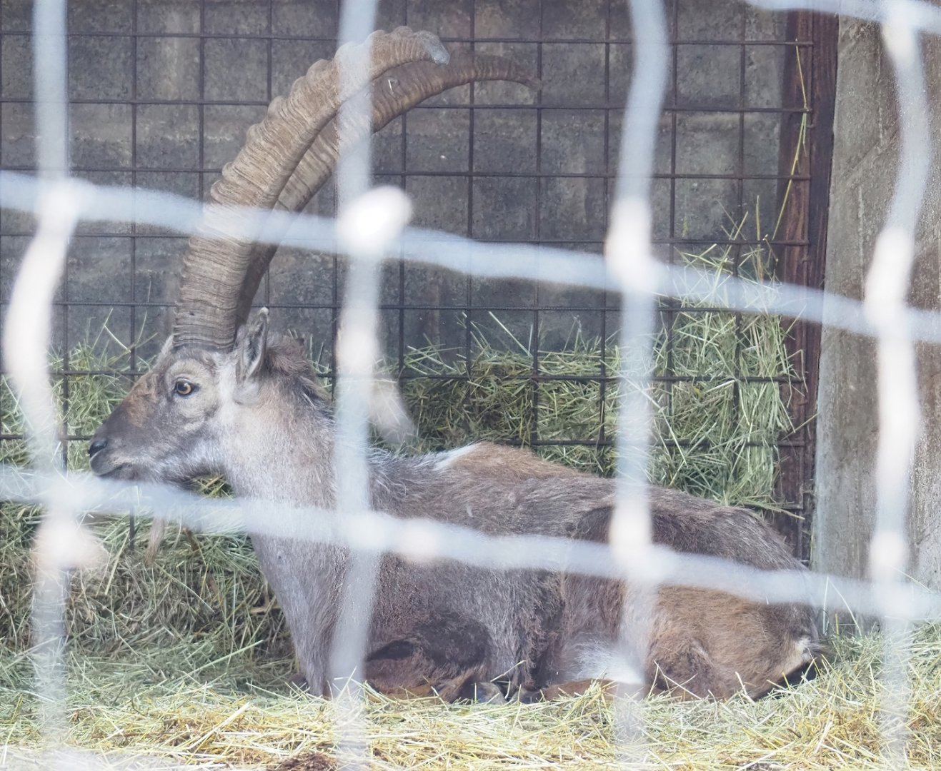 Alpine ibex (Capra ibex), 2023-06-24