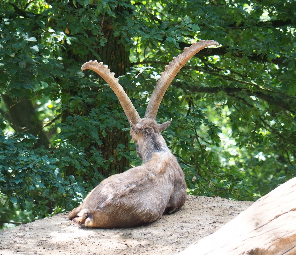 Alpine ibex (Capra ibex), 2023-06-24