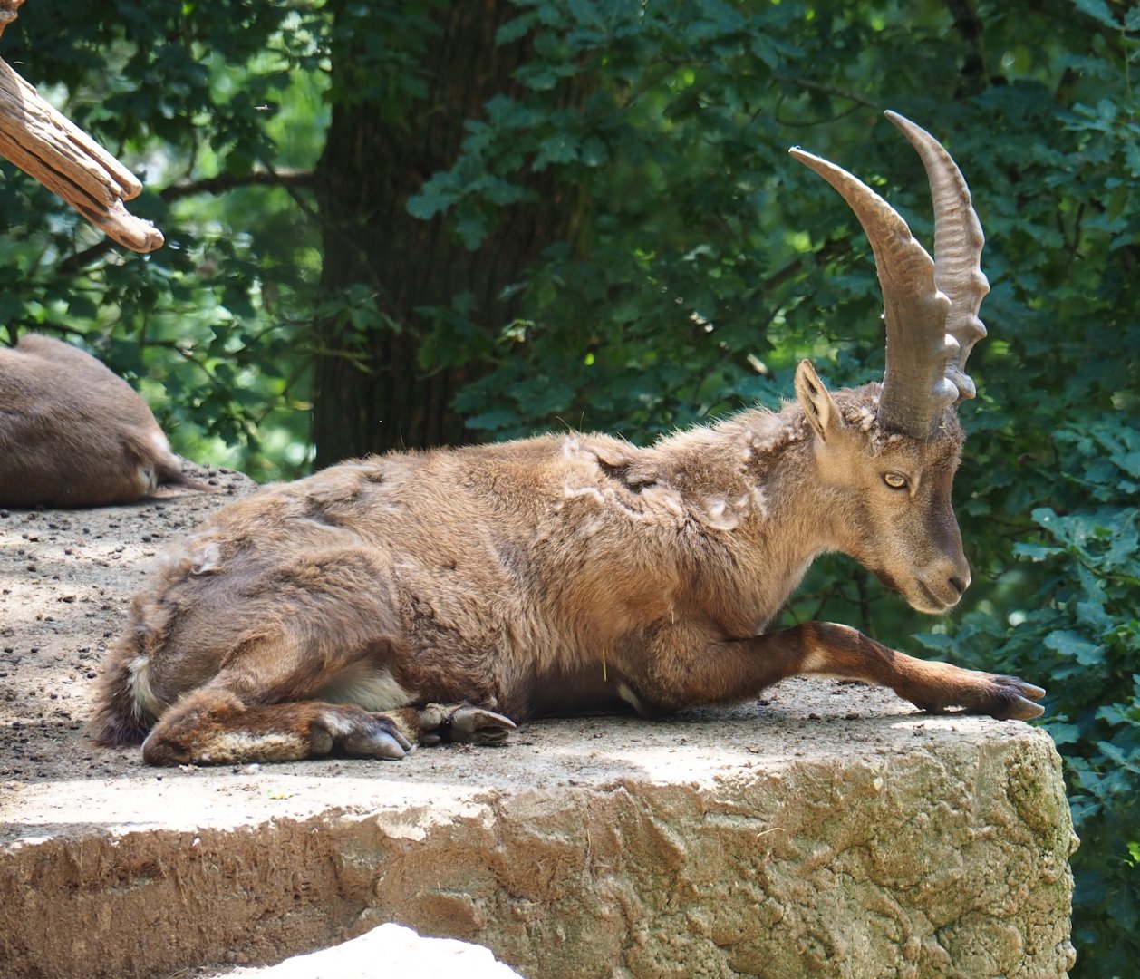 Alpine ibex (Capra ibex), 2023-06-24