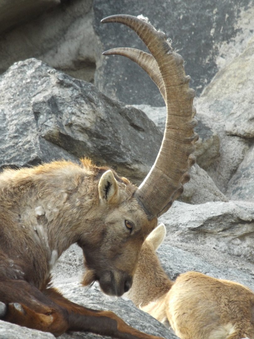 Alpine Ibex (Capra ibex ibex) at Alpenzoo Innsbruck - April 11 2015