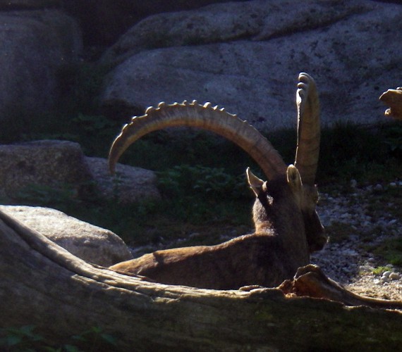 Alpine Ibex (Capra ibex)