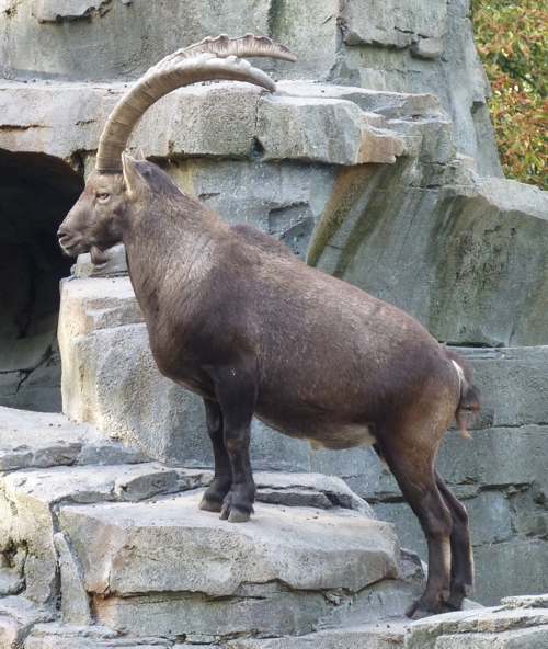 Alpine ibex (Capra ibex)