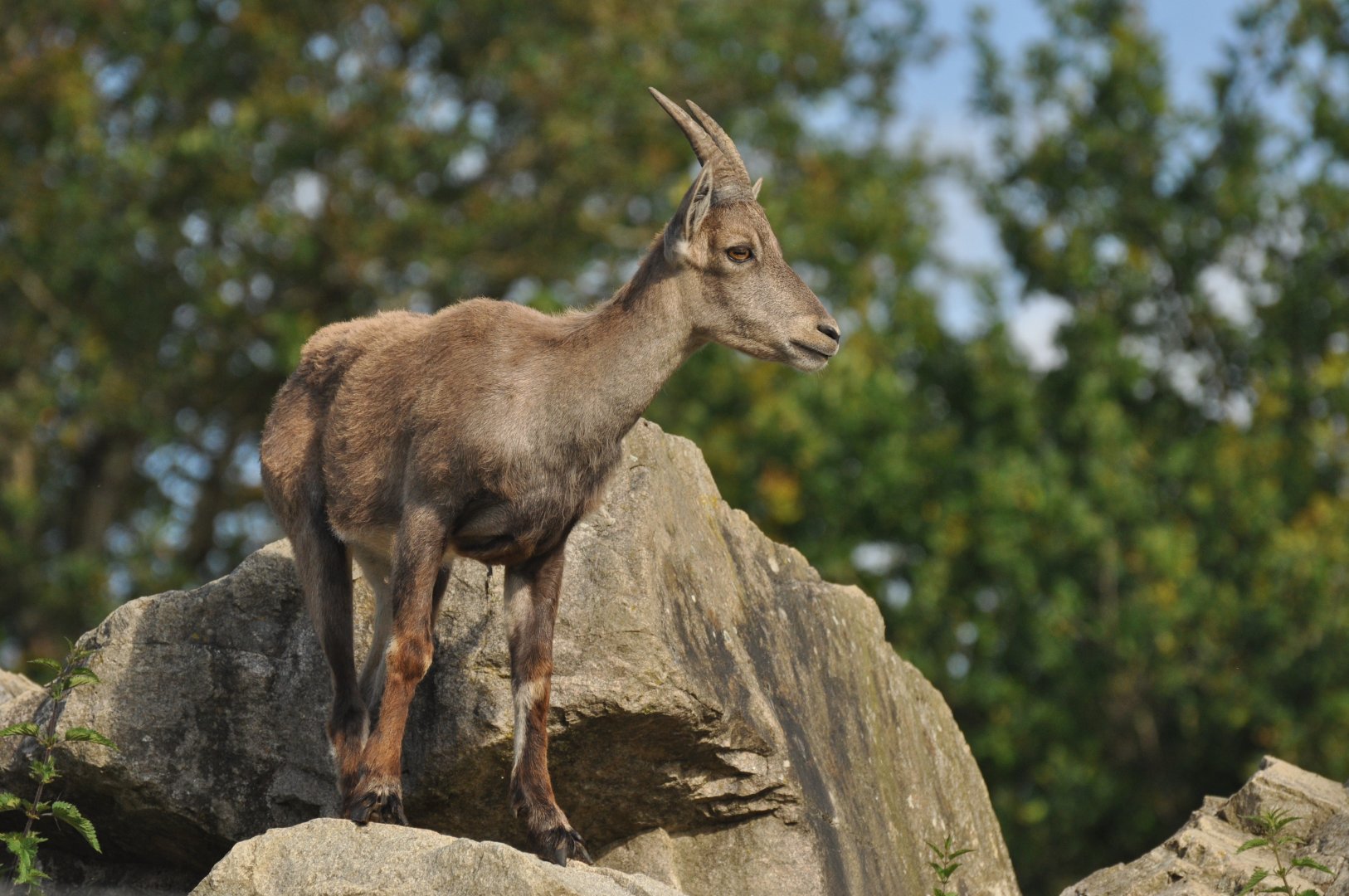 Alpine ibex (Capra ibex)