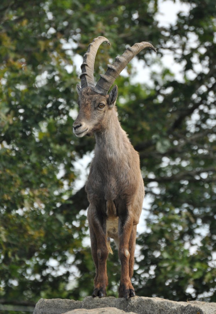Alpine ibex (Capra ibex)