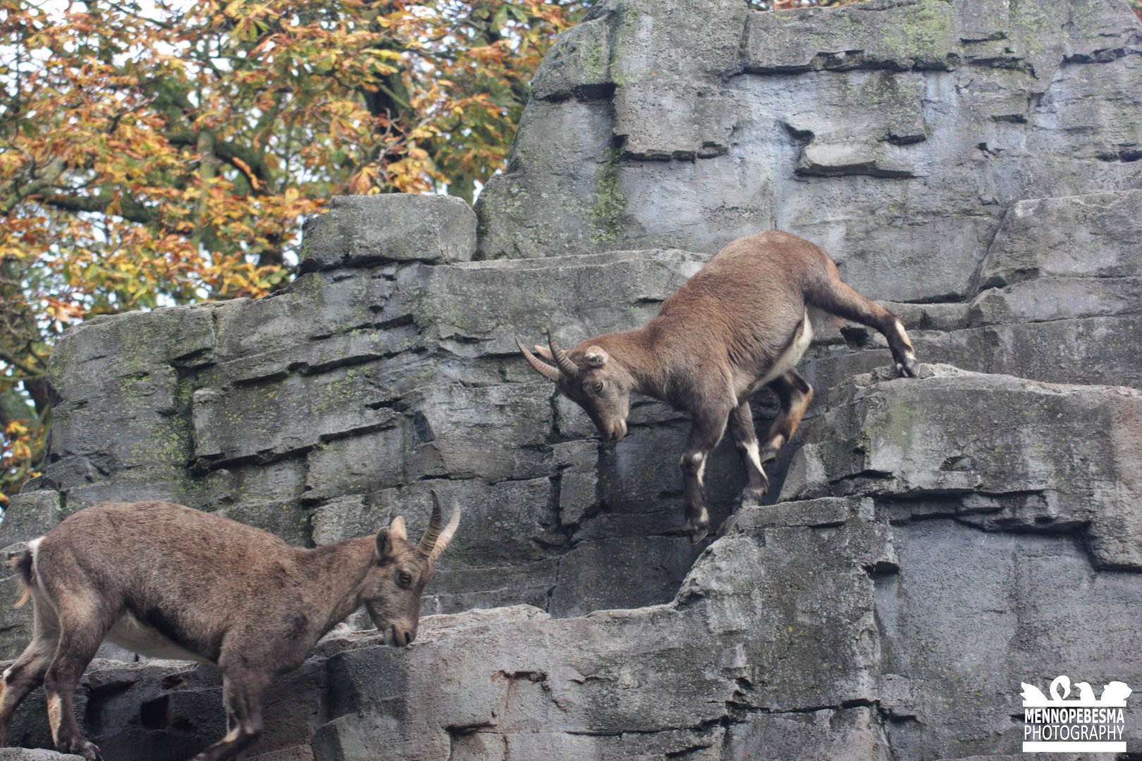 Alpine ibex (Capra ibex)