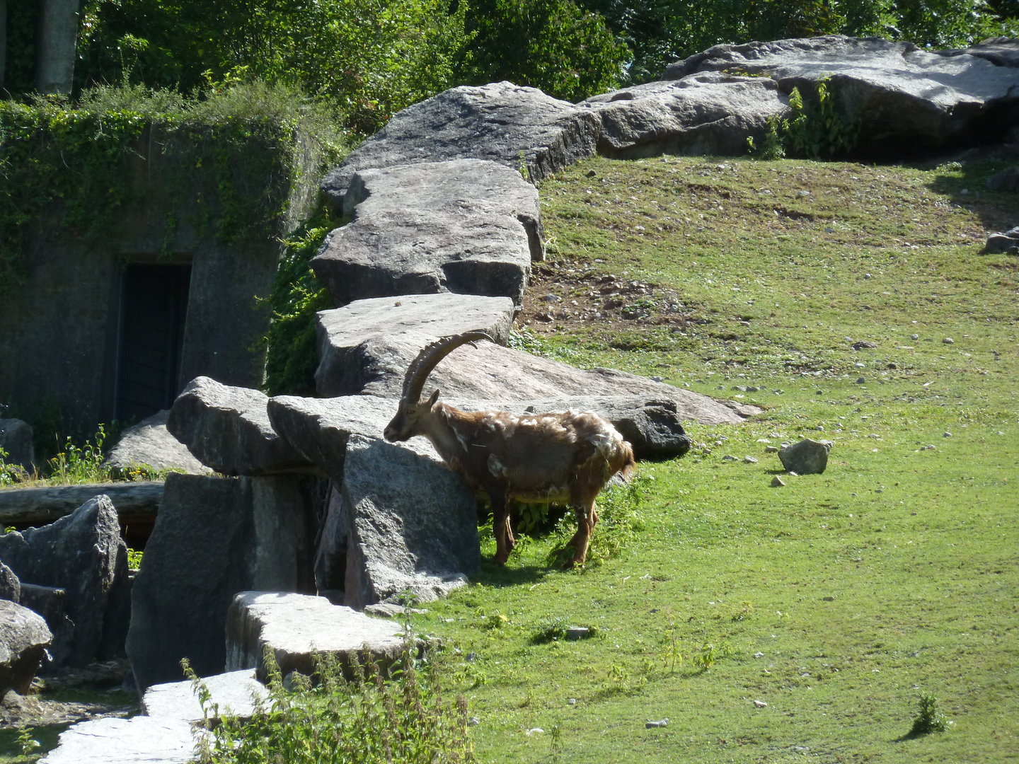 Alpine ibex (Capra ibex)