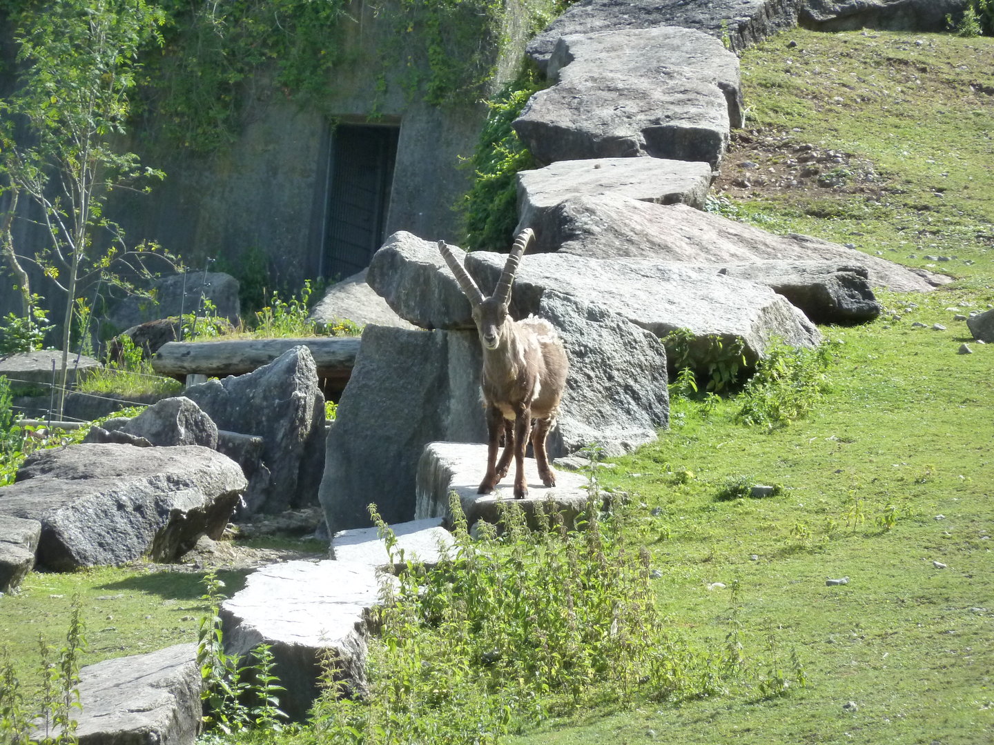 Alpine ibex (Capra ibex)