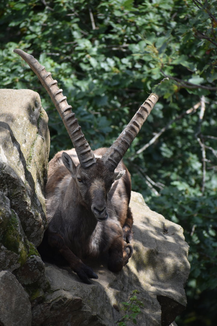 Alpine ibex - Capra ibex