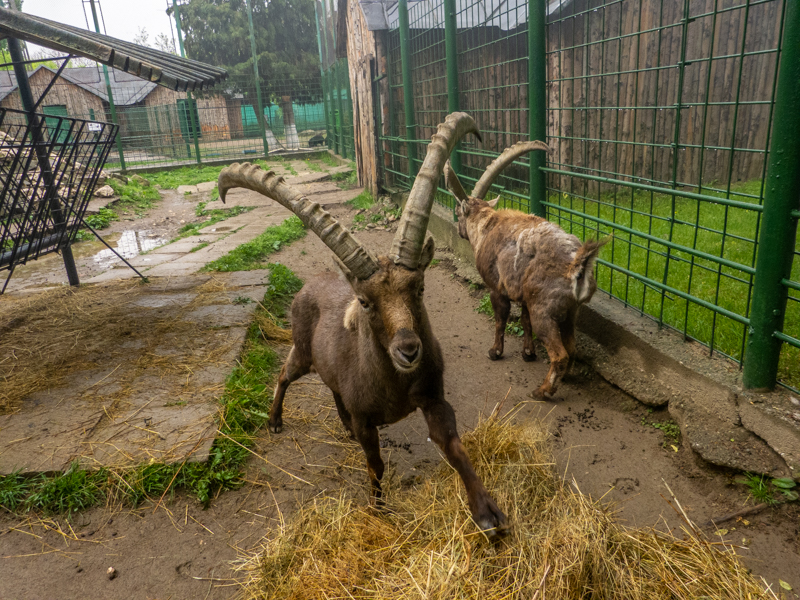 Alpine ibex (Capra ibex)