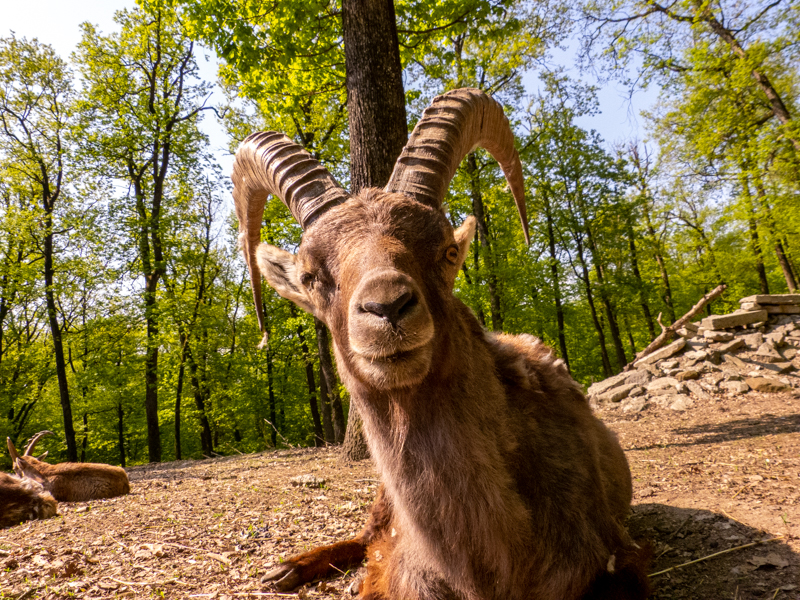 Alpine ibex (Capra ibex)