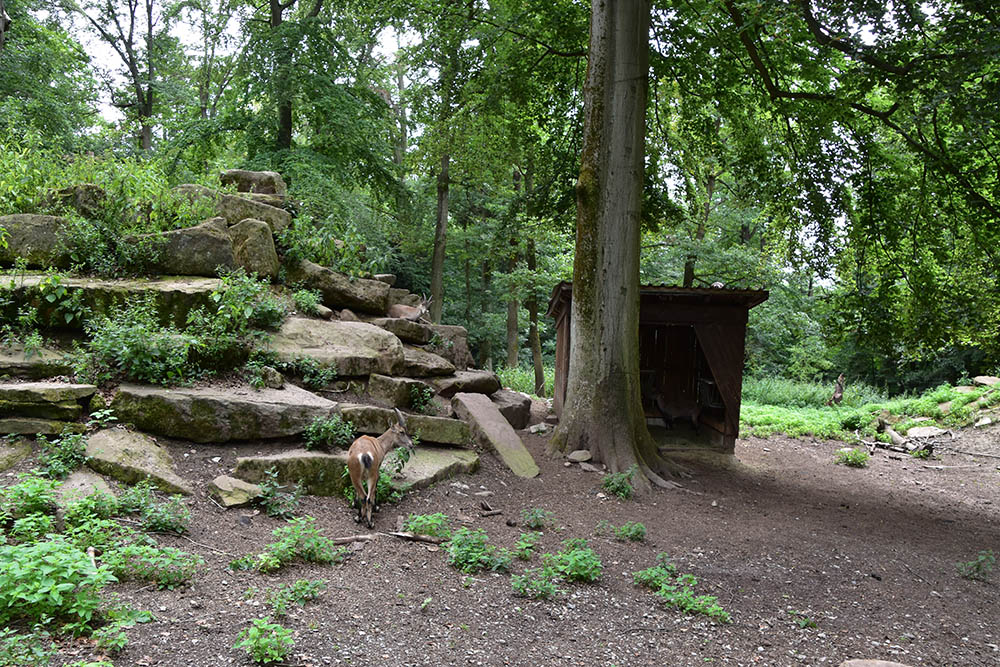 Alpine ibex (Capra ibex)