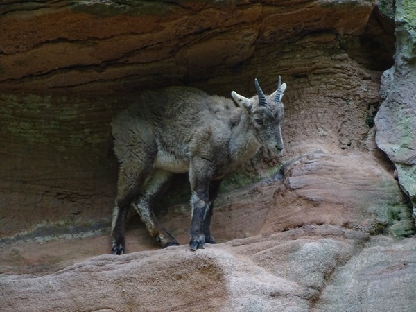 Alpine ibex (Capra ibex)