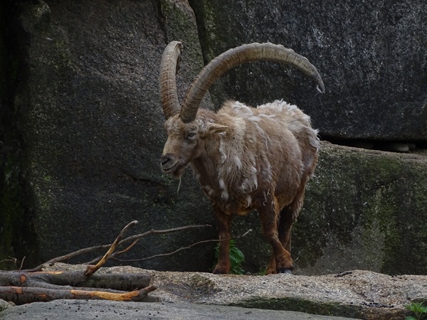 Alpine ibex (Capra ibex)