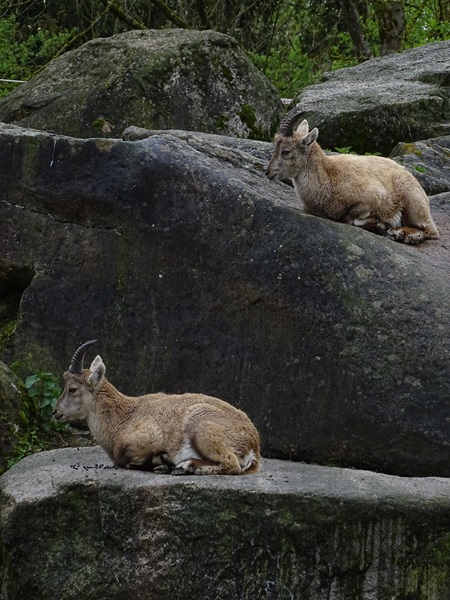 Alpine ibex (Capra ibex)