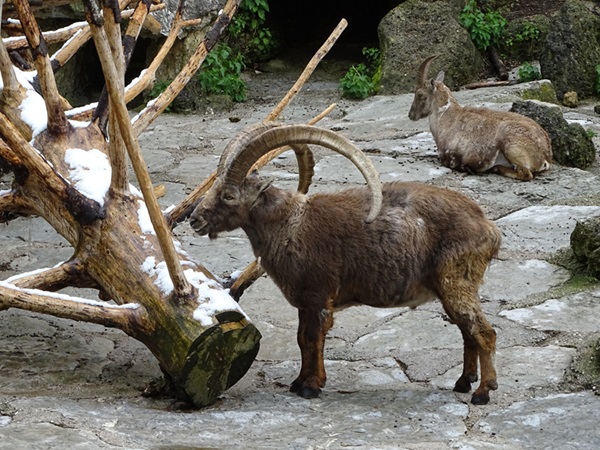 Alpine ibex (Capra ibex)