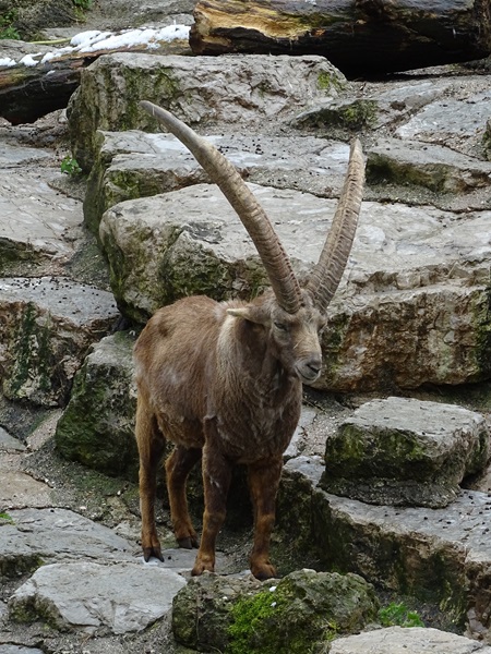 Alpine ibex (Capra ibex)
