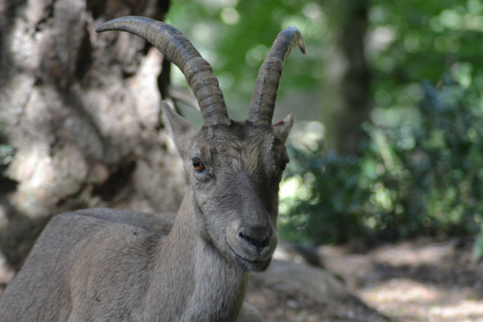 Alpine ibex - Capra ibex