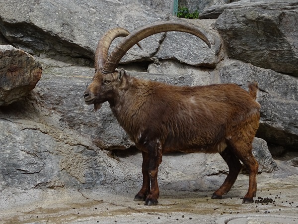 Alpine ibex (Capra ibex)