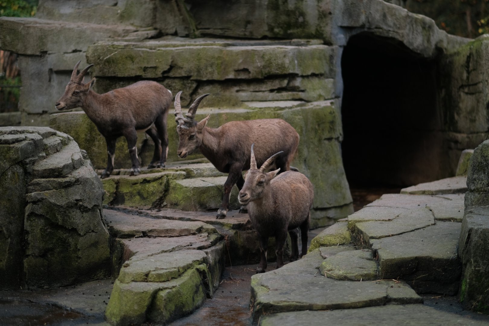 Alpine Ibex (Capra ibex)