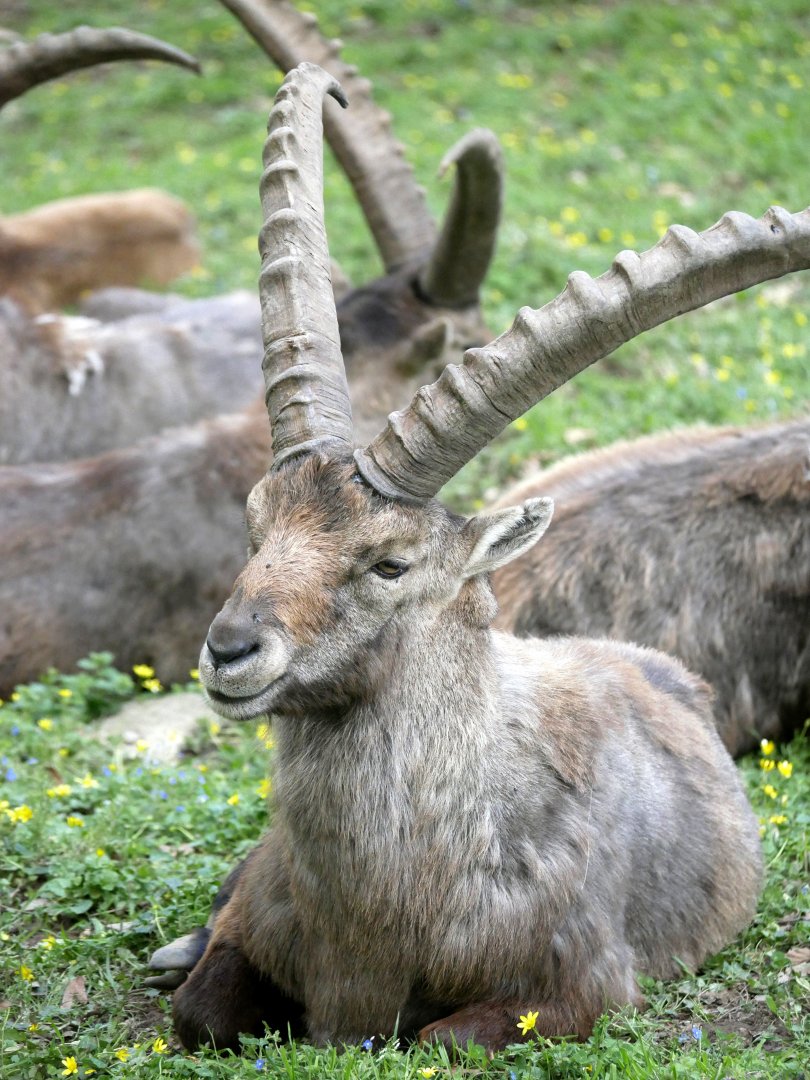 Alpine ibex (Capra ibex)