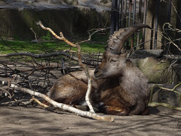 Alpine ibex (Capra ibex)