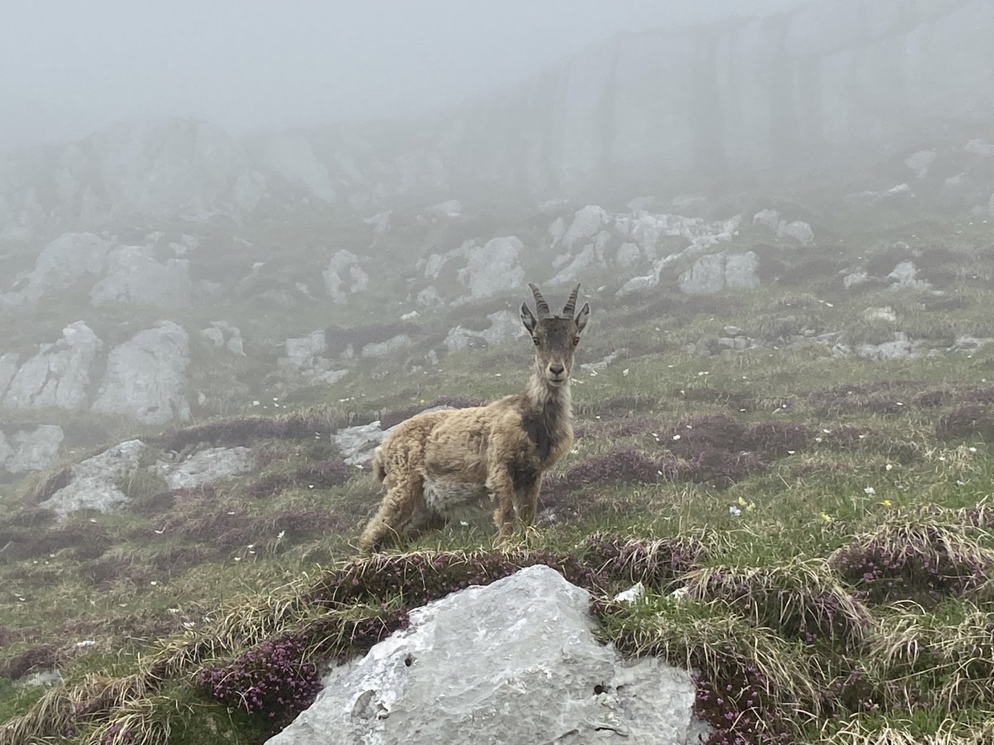 Alpine Ibex (Capra ibex)