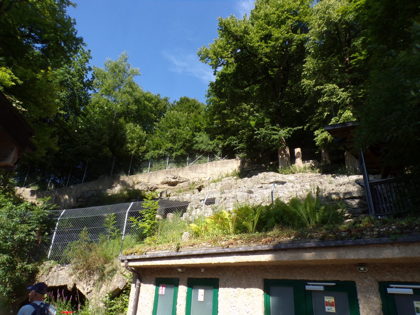 Alpine ibex enclosure 13.7.25
