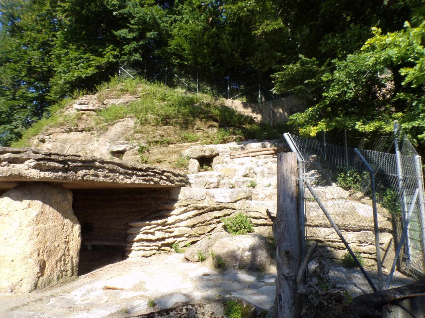 Alpine ibex enclosure 13.7.25