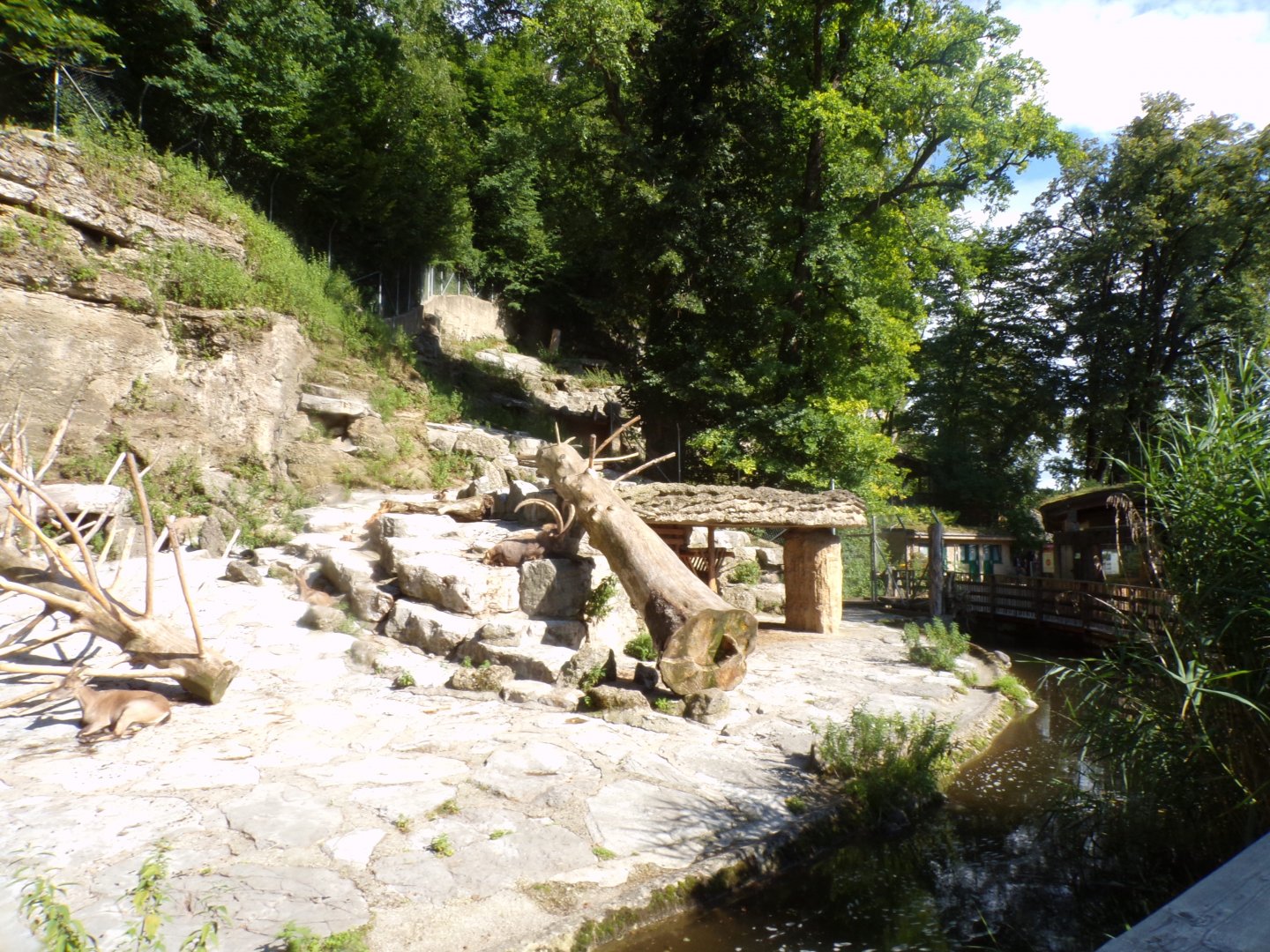 Alpine ibex enclosure 13.7.25