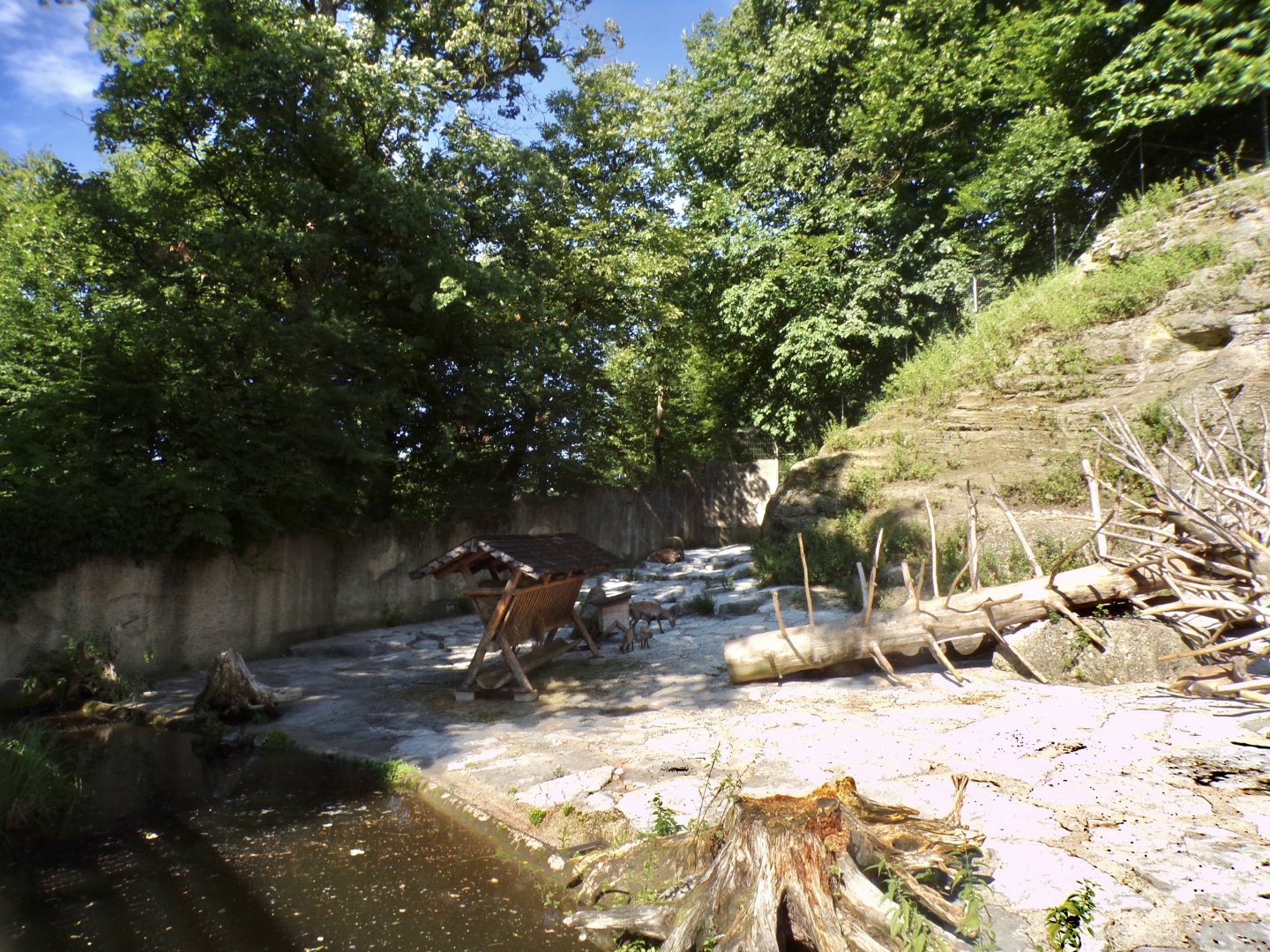 Alpine ibex enclosure 13.7.25