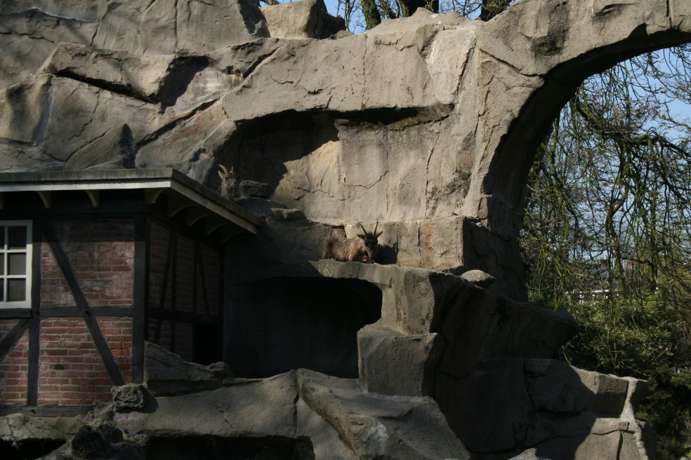 Alpine Ibex Enclosure 3